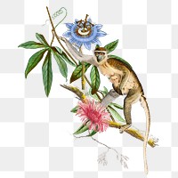 Grivet monkey png animal sticker, transparent background