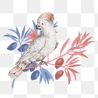 Cockatoo bird png sticker, transparent background