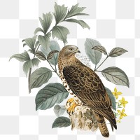 European honey png buzzard bird sticker, transparent background