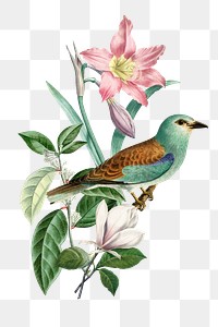 European roller bird png sticker, transparent background
