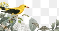 Exotic yellow png bird border, transparent background