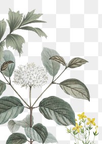 Elderflower botanical png border, transparent background