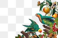 Vintage parrot png bird border, transparent background