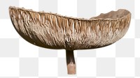 Mushroom png sticker, transparent background