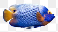 Blueface angelfish png sticker, transparent background