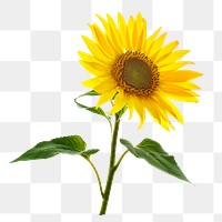 Sunflower png sticker, transparent background