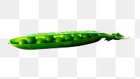 Open pea pod png sticker, transparent background