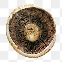 Mushroom inside macro png, transparent background