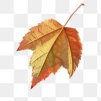 Autumn leaf  png sticker, transparent background