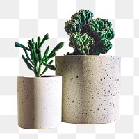 Cactus and succulent  png sticker, transparent background