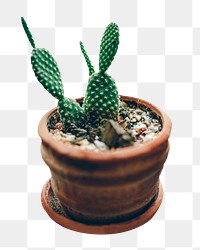 Cactus png sticker, transparent background