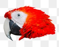 Red parrot png sticker, transparent background