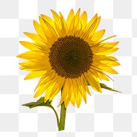 Sunflower png sticker, transparent background