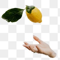 Hand presenting lemon png sticker, transparent background