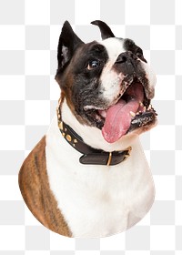 Bulldog dog png sticker, transparent background