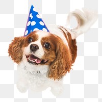 Birthday dog png sticker, transparent background