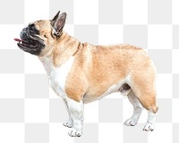 Bulldog png sticker, transparent background