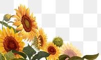 Sunflowers png border, transparent background