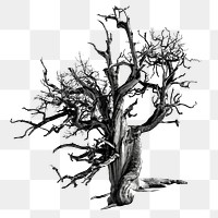 Dry tree png sticker, transparent background