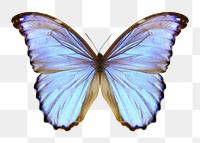 Aesthetic butterfly png sticker, animal image, transparent background