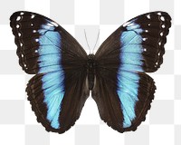 Butterfly png sticker, transparent background