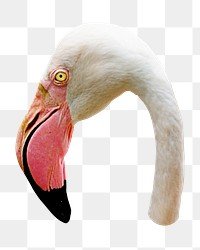 Greater flamingo png sticker, transparent background