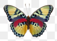 Beautiful butterfly insect png sticker, transparent background