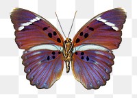 Beautiful butterfly insect png sticker, transparent background