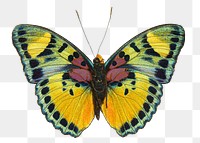 Butterfly png insect sticker, transparent background