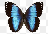 Blue morpho butterfly png sticker, animal image, transparent background