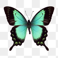 Green butterfly insect png sticker, transparent background