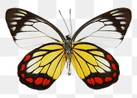 Butterfly png sticker, transparent background