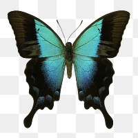 Blue butterfly png sticker, transparent background