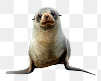 Seal png animal sticker, transparent background