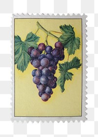 Grape png postage stamp sticker, transparent background