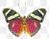 Aesthetic butterfly png sticker, transparent background