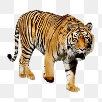 Sumatran tiger png sticker, transparent background