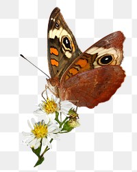 Beautiful butterfly  png sticker, transparent background