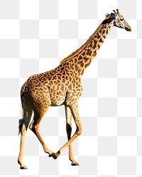 Walking giraffe png sticker, transparent background