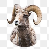 Bighorn ram png animal sticker, transparent background