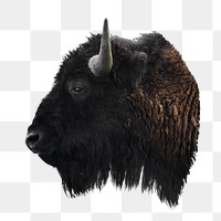 Bison png animal  sticker, transparent background