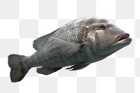 Giant grouper fish png sticker, transparent background