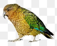 Kea Alpine parrot png sticker, transparent background