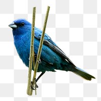 Indigo Bunting bird png sticker, transparent background