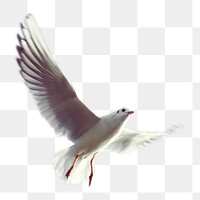 Seagull png animal  sticker, transparent background