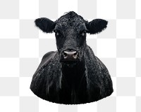 Black cow png sticker, transparent background