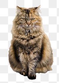 Angora cat png animal  sticker, transparent background