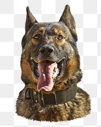 German Shepherd dog png sticker, transparent background