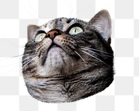 Cat png pet sticker, transparent background