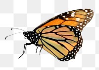 Monarch butterfly  png sticker, transparent background
